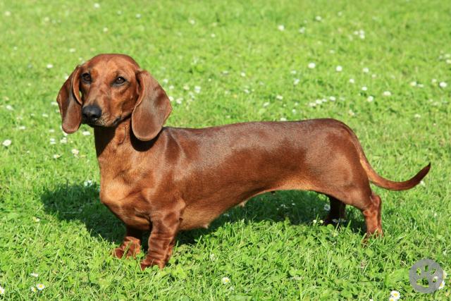 Pedigree store sausage dog